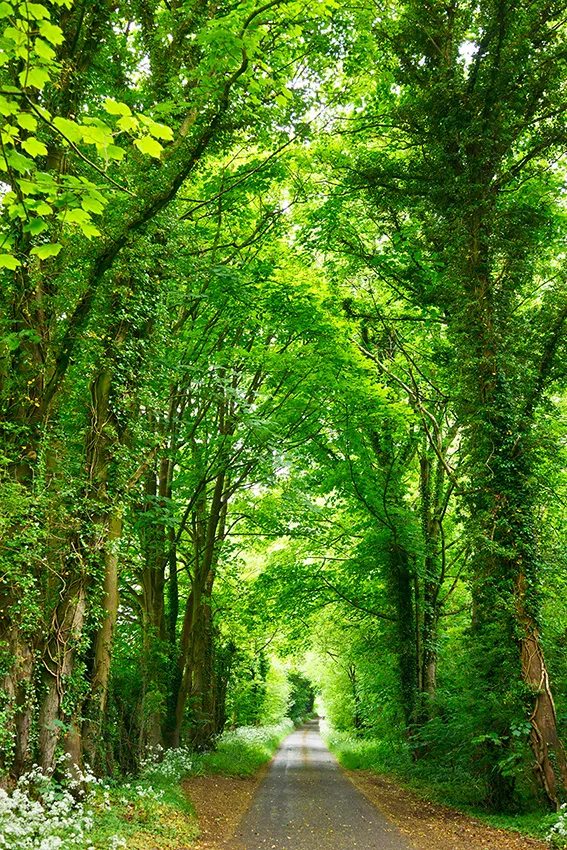 绿色 树林  路 树 丛林 