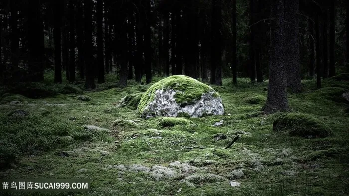 唯美草地风景画壁纸