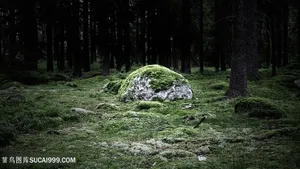 唯美草地风景画壁纸