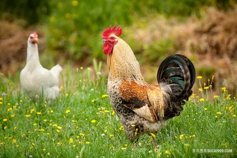 大花公鸡和大白母鸡