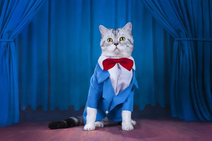 深蓝帘布下的优雅猫咪