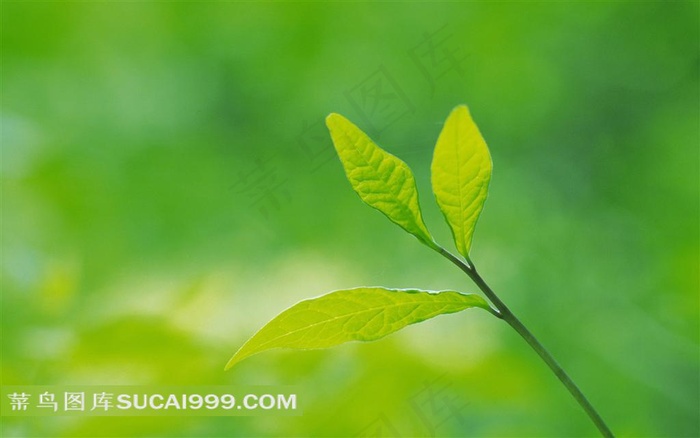 树梢上的树叶风景图片