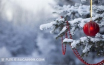 雪松上的圣诞吊球素材