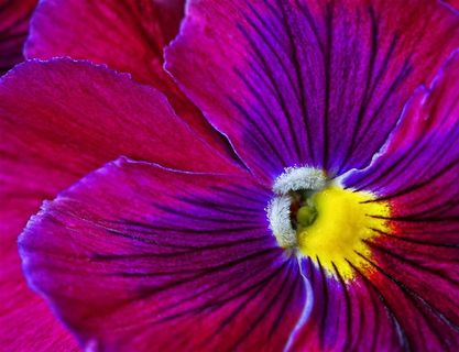 花朵植物花卉鲜花