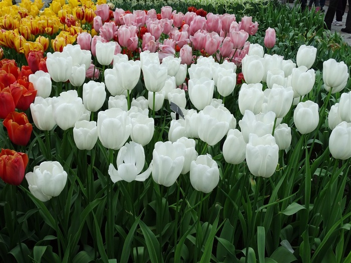 多色郁金香花海鲜花图片