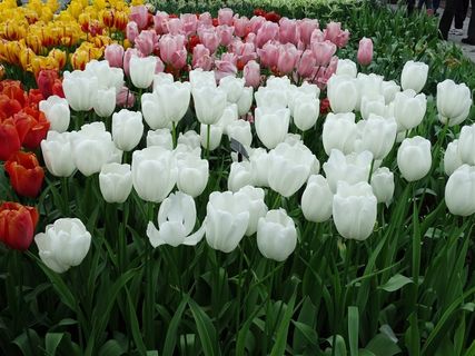 多色郁金香花海鲜花图片