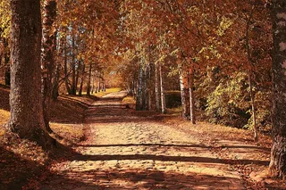 高清树林道路风景图片