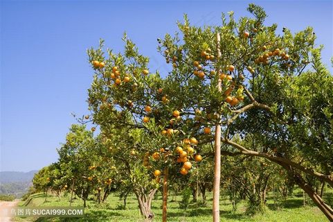 橘子树种植园高清图片