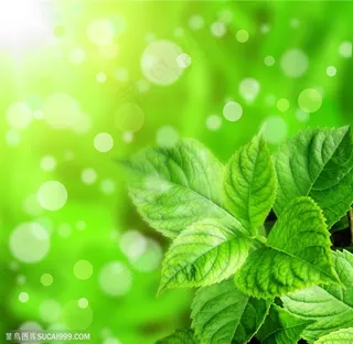 春天绿叶背景高清图片