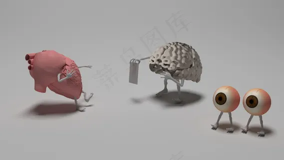 器官模型图片 器官模型图片