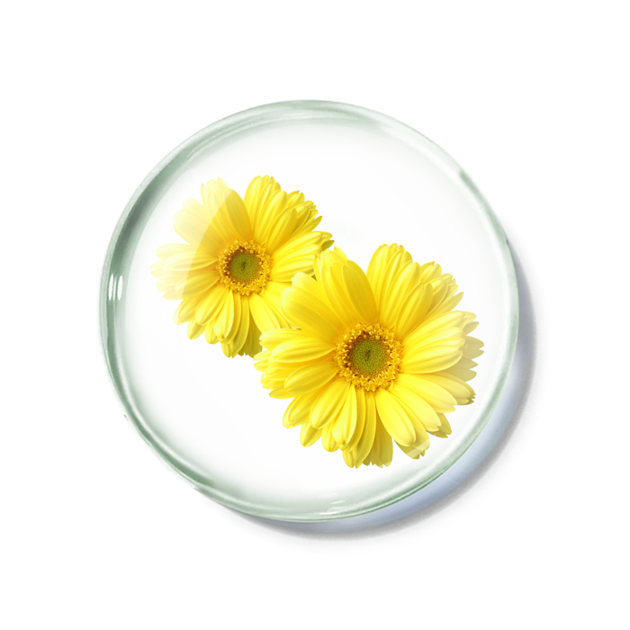 化妆品产品成分—金黄洋甘菊 免抠图