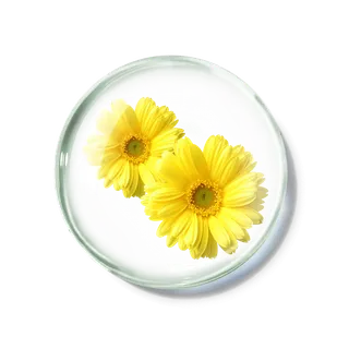 化妆品产品成分—金黄洋甘菊 免抠图