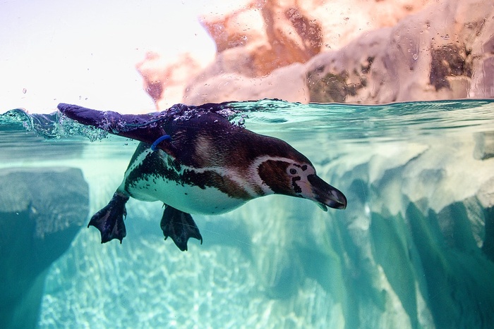 冬天企鹅背景风景