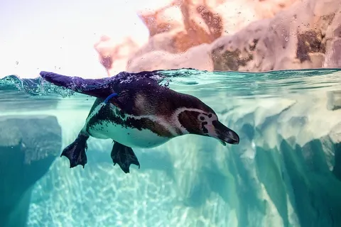 冬天企鹅背景风景