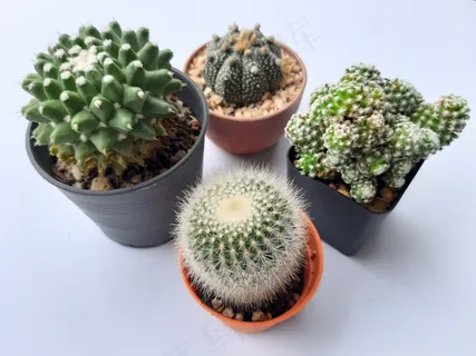 小盆栽仙人掌品种图片 小盆栽仙人掌品种图片
