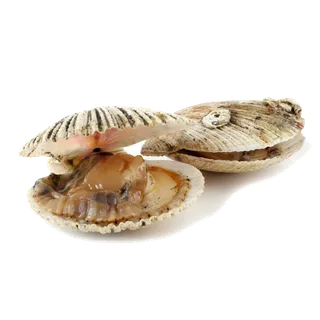 螺贝类带壳类(11)海鲜超市商品红酒白底图免抠实物摄影png格式图片透明底