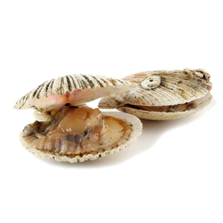 螺贝类带壳类(11)海鲜超市商品红酒白底图免抠实物摄影png格式图片透明底