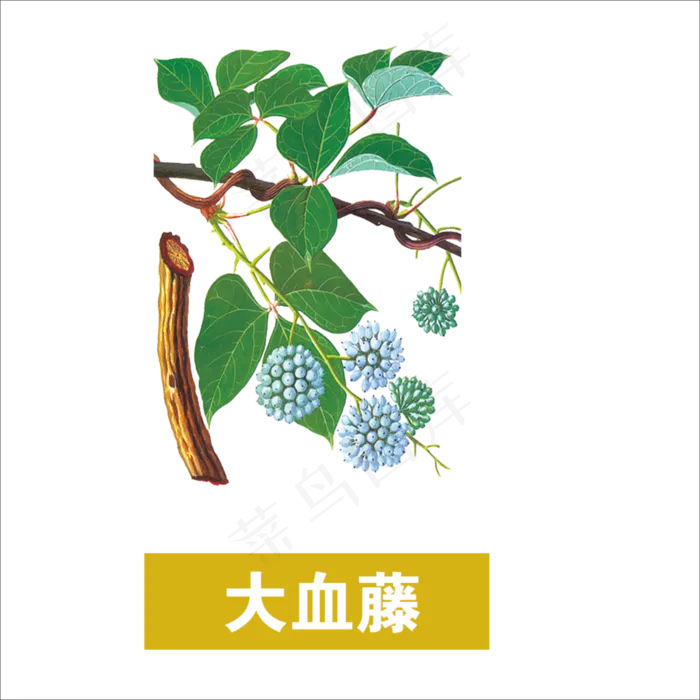 手绘草本中药药材大血藤