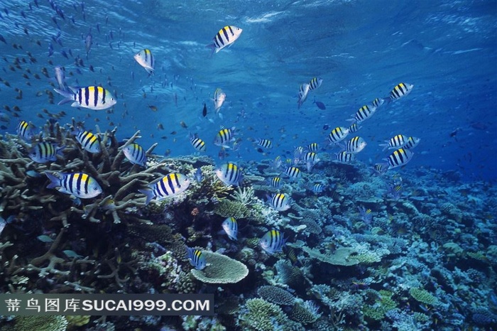 海洋生物深海鱼群高清摄影