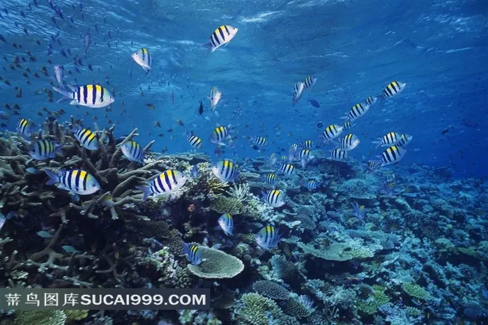海洋生物深海鱼群高清摄影