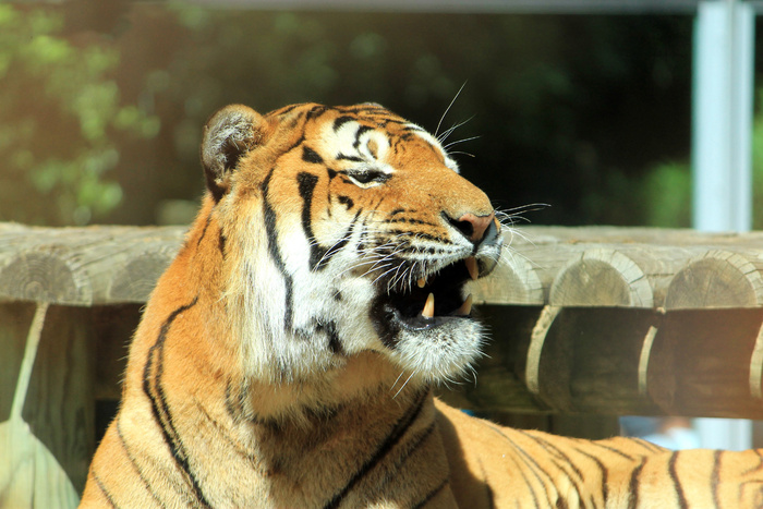 老虎动物园百兽之王虎王野生老虎动物