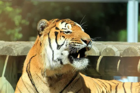 老虎动物园百兽之王虎王野生老虎动物