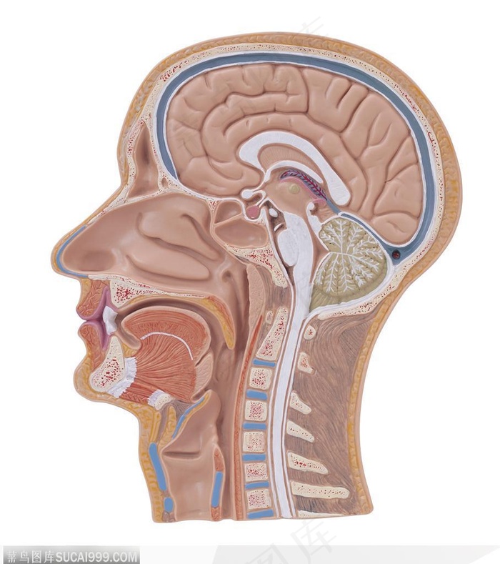 人体器官模型-头部剖面图