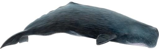 抹香鲸 PNG免抠(1000x320)