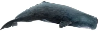 抹香鲸 PNG免抠