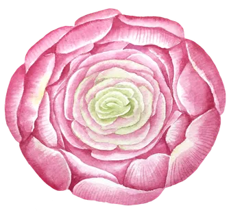 鲜花玫瑰免扣素材