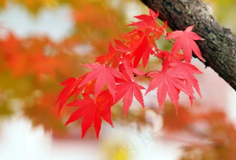 美的红色枫叶图片 美的红色枫叶图片
