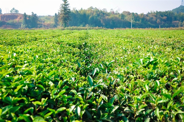 大片茶叶树绿茶