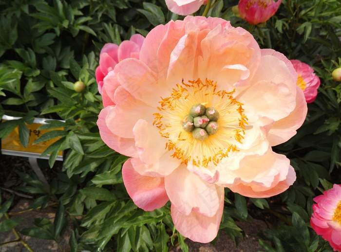 名品牡丹花图片