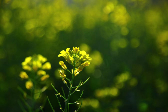 绿背景油菜花图