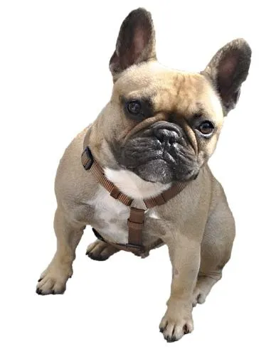 斗牛犬 PNG免抠(546x720)