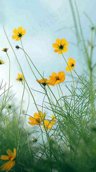 春天小黄花花朵阳光蓝天白云清新，立春惊蛰春分摄影图