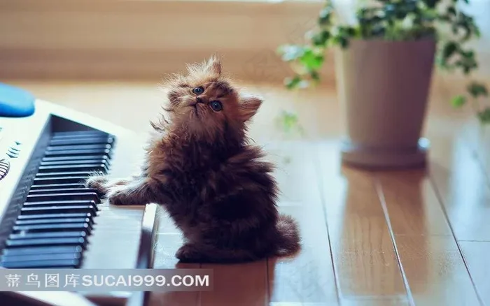 弹钢琴的小猫