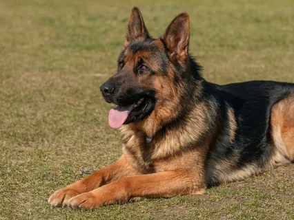 德国牧羊犬图片 德国牧羊犬图片
