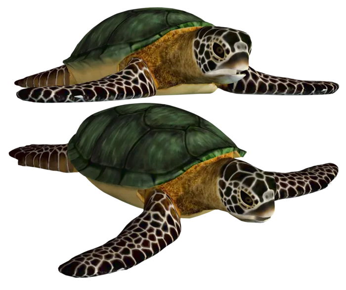 海龟PNG免扣素材海洋世界大海海底