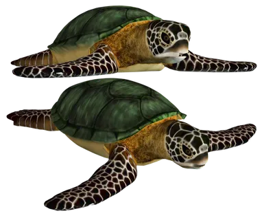 海龟PNG免扣素材海洋世界大海海底
