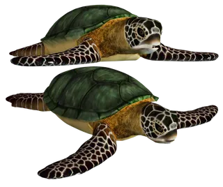 海龟PNG免扣素材海洋世界大海海底