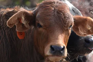 牛奶牛牧场牛奶草原原生态黄牛