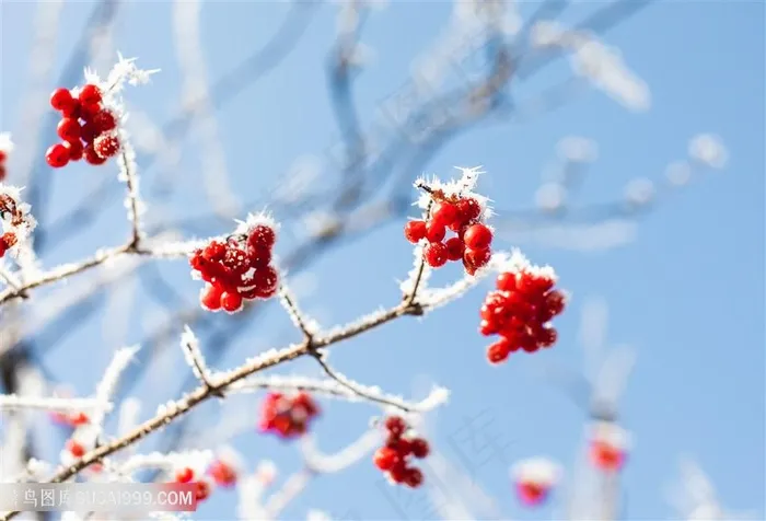 霜降 植物  节气