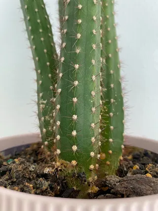 绿色仙人掌仙人球摄影素材