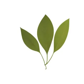 叶子绿叶树叶免抠