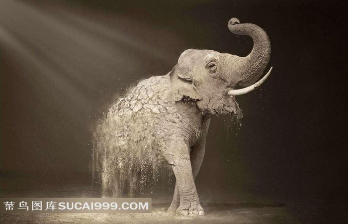 公益海报即将消失的大象