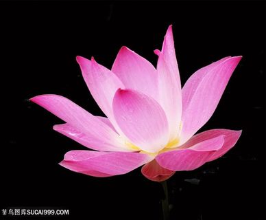 唯美盛开的莲花荷花免抠图图片