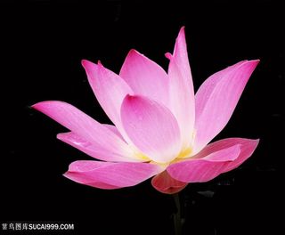 唯美盛开的莲花荷花免抠图图片