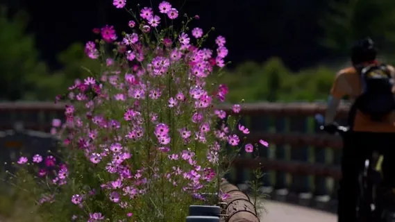 花朵, 宇宙, 原野, 草地, 风, 秋天