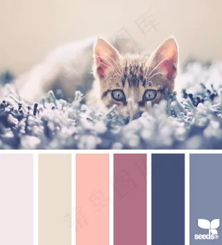 动物配色色卡色彩搭配